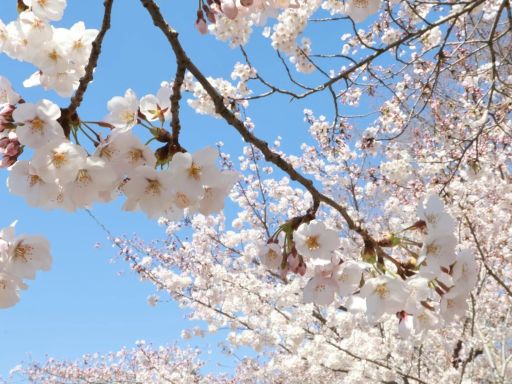 赏樱花