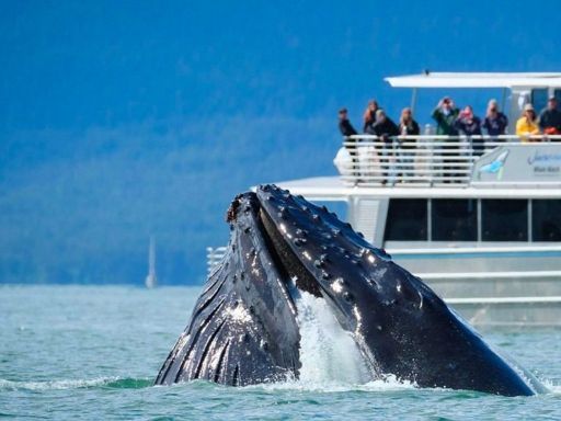 Whale Watching
