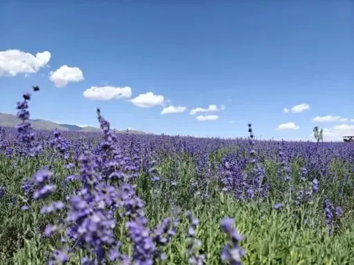 天山花海
