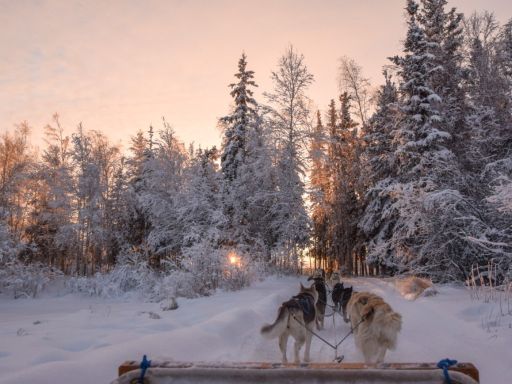 Dog Sledding