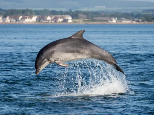 Wild Dolphin Watching