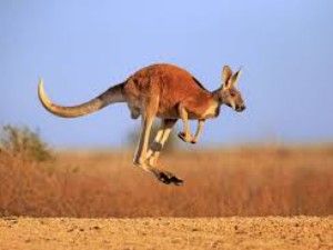 Australia 澳大利亚
